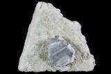 Aquamarine/Morganite Crystal in Albite Crystal Matrix - Pakistan #111365-1